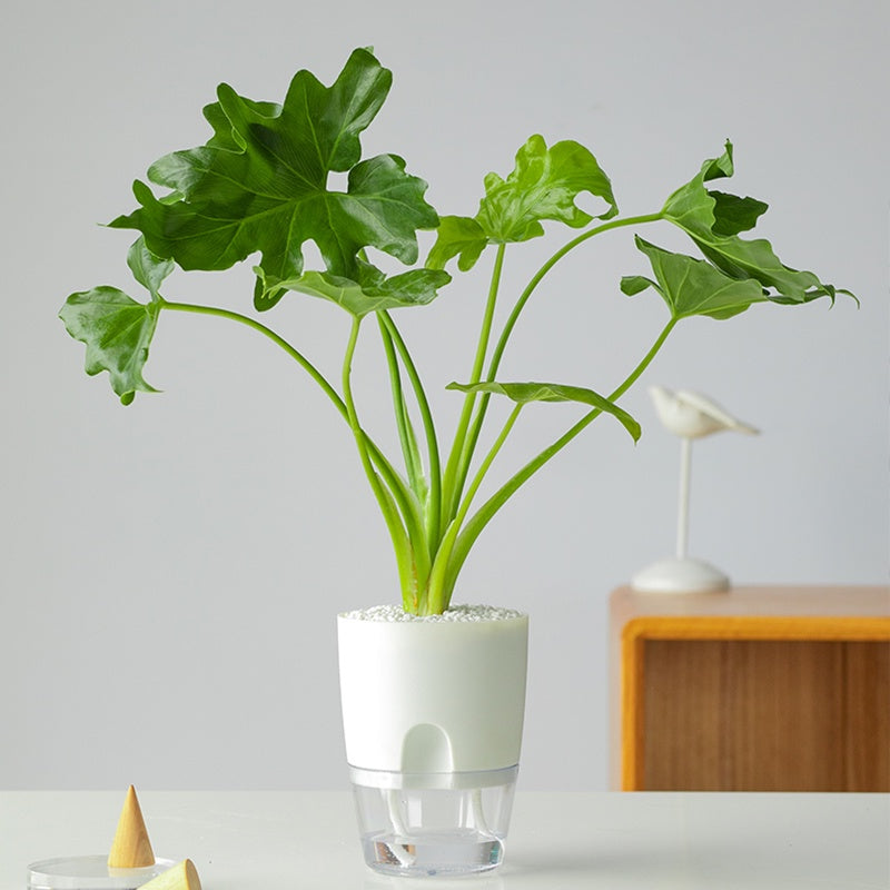 Home Buddy™ Natural Self Watering Pots
